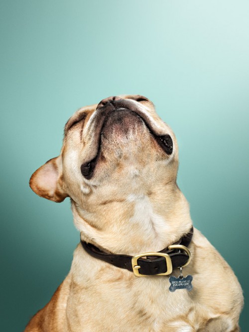 Happy Wallace Portrait of a dog called Wallace by photographer John Keatley.